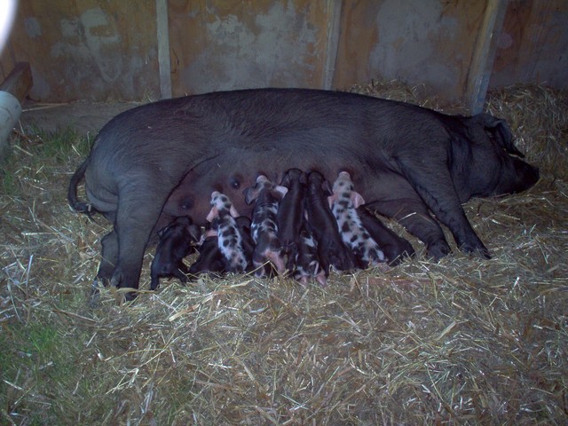 Mama_and_piglets
