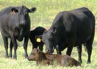 Home_place_cattle_aug_2010_6