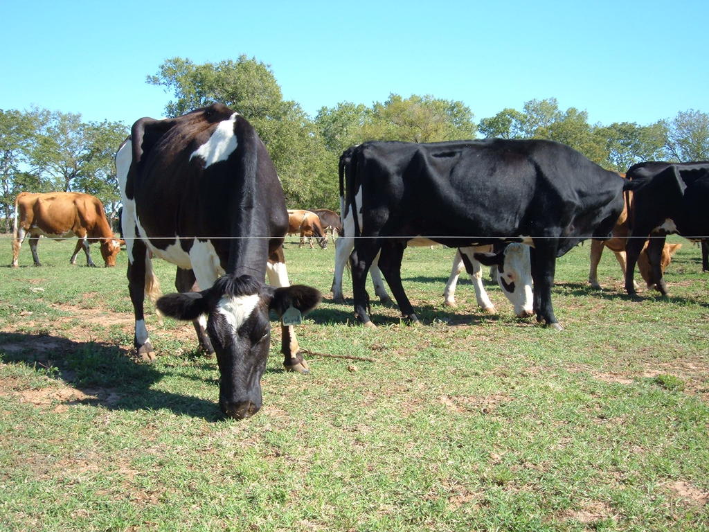 Cows_and_william_oct_2011_002